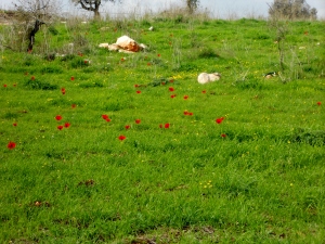 Field of red "buttercup" Anemone flowers on hillside in Israel